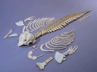 藏品(侏儒抹香鯨)的圖片